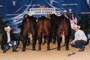 2001 Get of Sire Champions