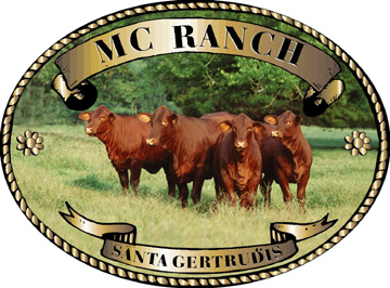 MC Ranch Santa Gertrudis Cattle