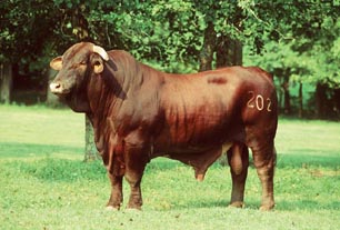 MC 202
